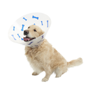 White background with a golden Retriever dog wearing a transparent plastic Elizabethan style recovery collars with blue coloured bones on it. 