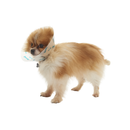 White background with a brown mini Chihuahua type dog wearing a transparent plastic Elizabethan style recovery collars with blue coloured bones on it. 