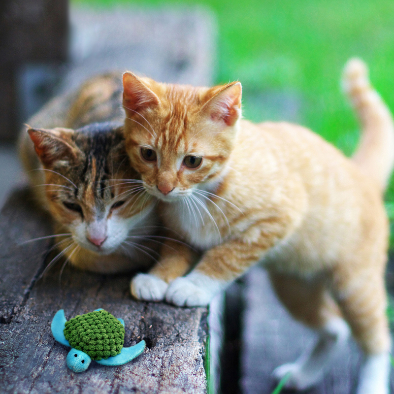 Two cats, one ginger tabby and one tortoiseshell tabby pictured with blue turtle cat toy with a green waffle fabric shell, pictured outside on wooden steps with grass in the background. 