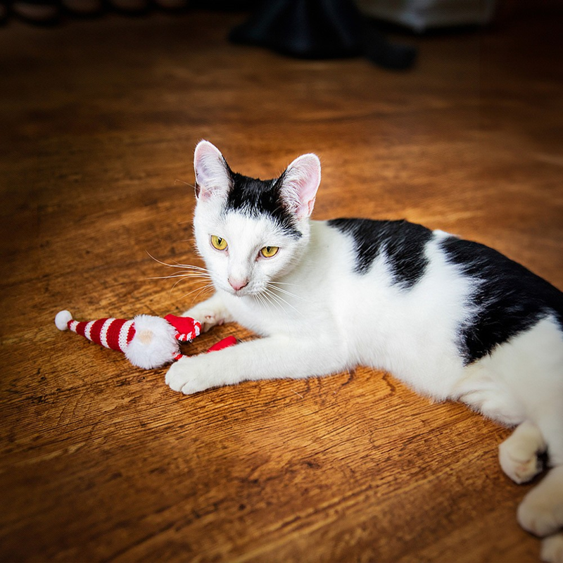 Black and white cat lying on a wooden floor playing with a Gonk plush cat toy with red and white stripy hat with a white bobble and rope legs, with a white beard. 