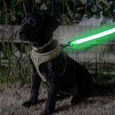 Night time scene with a young black Labrador wearing a harness and collar with the Ancol Hi Vis Flashing Dog Lead Attachment which is glowing green. 