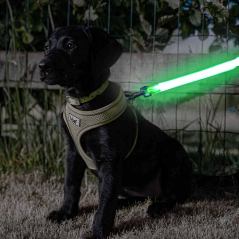 Night time scene with a young black Labrador wearing a harness and collar with the Ancol Hi Vis Flashing Dog Lead Attachment which is glowing green. 