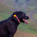 Black Labrador dog outside with a orange autumn themed collar with an Ancol Safety Light Blinker attached. 