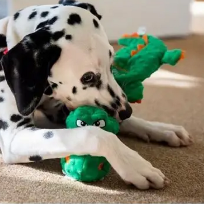 Black and white Dalmatian with Green crocodile plush dog toy with blue rudder neck and orange spines and claw in it's mouth, pictured on a carpet floor. 