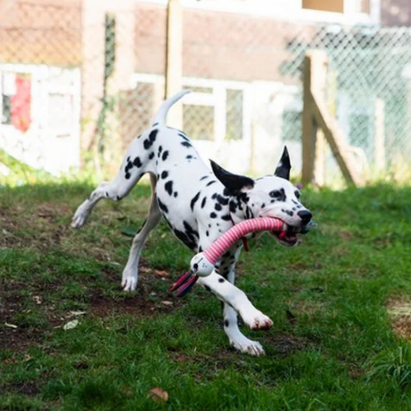Young Dalmatian dog with playing with Rabbit shaped dog toy with an long pink and grey stripy neck and small black and blue body outside on grass. 