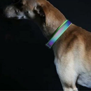A night time picture of a brown dog wearing the Rainbow Reflective collar. 