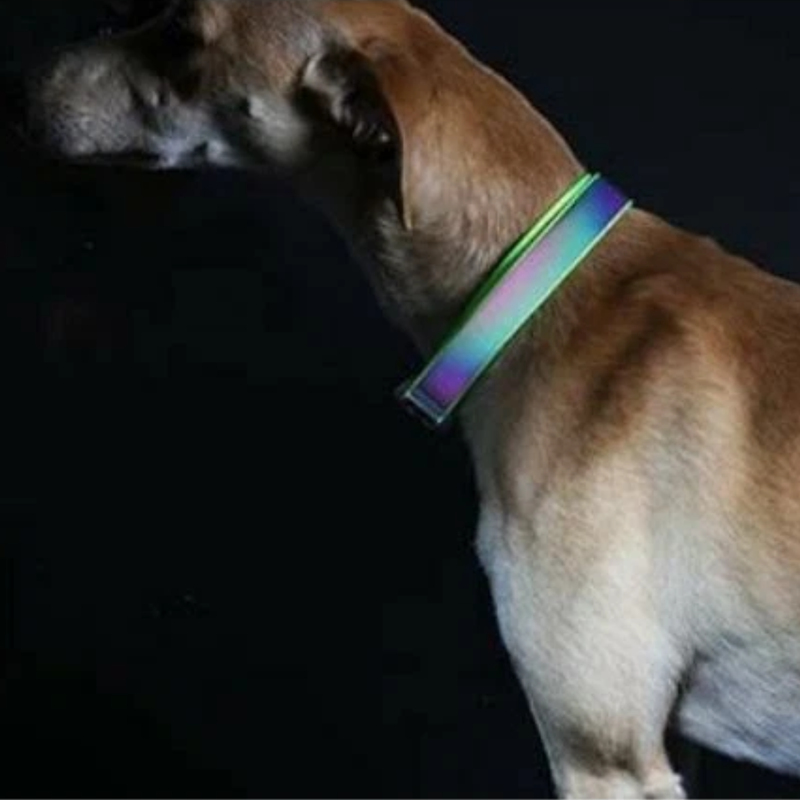 A night time picture of a brown dog wearing the Rainbow Reflective collar. 
