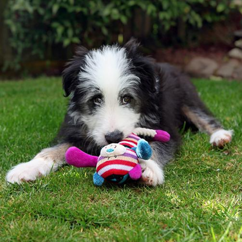 Black and white collie type playing with multi-coloured stripy teddy bear dog toy with stitched eye and mouth details and a blue nose, purply-red and blue ears, arms and feet attached to white rope legs pictured on a grass lawn. 