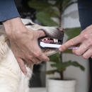 Picture of a person's hands cleaning their Golden Retriever dog's teeth using a white dual ended toothbrush for cats and dogs. 