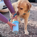 Yellow Labrador on a stony driveway having it's paw cleaned in the blue Henry Wag pet paw cleaner which is being held by a person off screen. 
