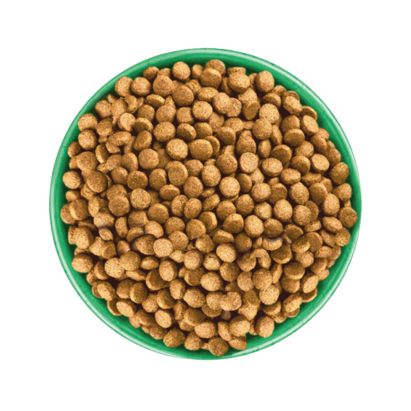 White background with a green bowl pictured filled with dog food kibbles. 