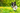 A black and white Border Collie dog running happily through a lush green field filled with yellow dandelions.