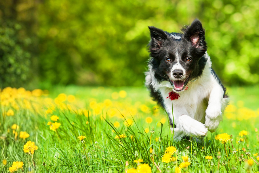 A black and white Border Collie dog running happily through a lush green field filled with yellow dandelions.