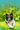 A black and white Border Collie dog running happily through a grassy field with yellow flowers, set against a vibrant green bokeh background.