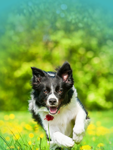 A black and white Border Collie dog running happily through a grassy field with yellow flowers, set against a vibrant green bokeh background.