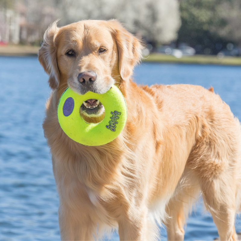 Golden Retriever with KONG AirDog 