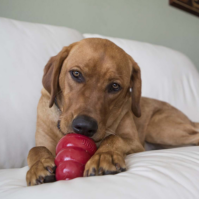 Labrador eating Kong Classic 