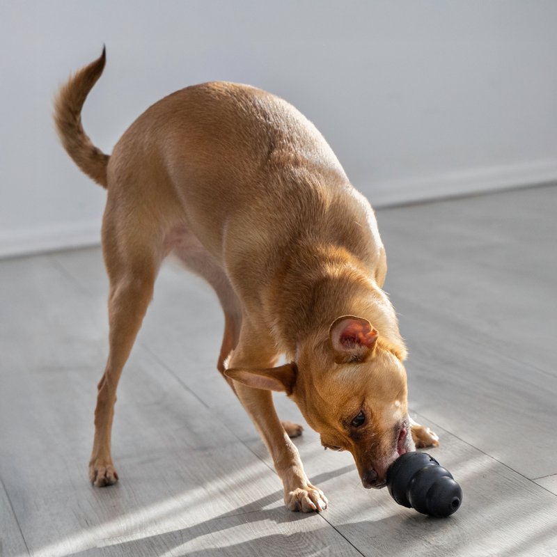 Dog playing with KONG Extreme