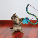 Brown tabby kitten playing with a KONG Cat Curlz Teaser pictured. The teaser is blue, green and purple with blue feathers and purple twisted ribbons on the end. 