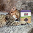 Brown tabby kitten with its head resting against a tin of KONG Naturals Premium Catnip. 