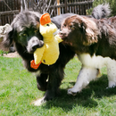 Two Newfoundland type dogs playing with a KONG Comfort yellow dog toy in a garden setting. 