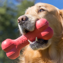 Golden Retriever pictured outside with a  red KONG Goodie Bone in it's mouth. 