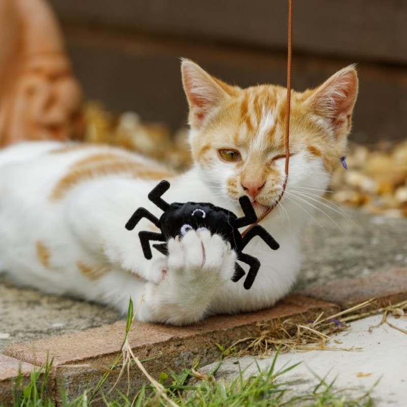 Ginger tabby and white kitten playing outside with black spider cat toy on a fishing-style rod with stitched eye and smile details. 