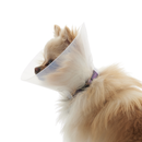 White background with a close up of a light brown Pomeranian type dog  wearing a transparent plastic Elizabethan style recovery collar.