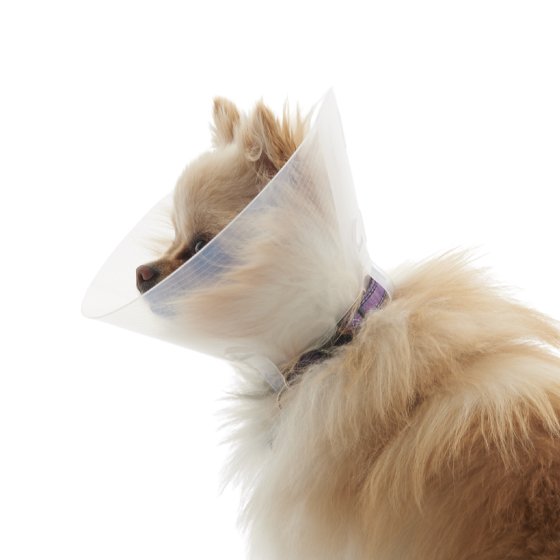 White background with a close up of a light brown Pomeranian type dog  wearing a transparent plastic Elizabethan style recovery collar.