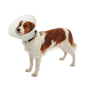 White background with a full body view  of a brown and white collie type dog  wearing an opaque plastic Elizabethan style recovery collar.