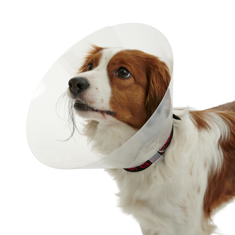 White background with a close up of a brown and white collie type dog  wearing a transparent plastic Elizabethan style recovery collar.