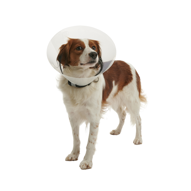 White background with a full body view of a brown and white collie type dog  wearing a transparent plastic Elizabethan style recovery collar attached to a black collar. 