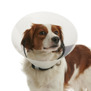 White background with a close up of a brown and white collie type dog  wearing a transparent plastic Elizabethan style recovery collar attached to a black collar. 