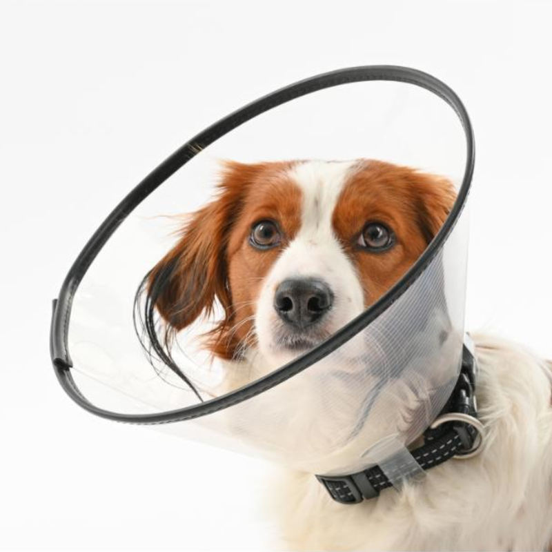 White background with a close up of a brown and white collie type dog  wearing a transparent plastic Elizabethan style recovery collar.
