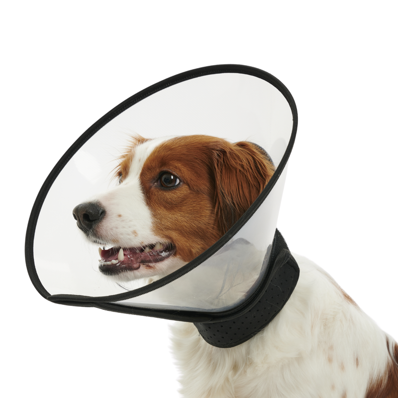 White background with a close up of a brown and white collie type dog  wearing a transparent plastic Elizabethan style recovery collar with a black base. 