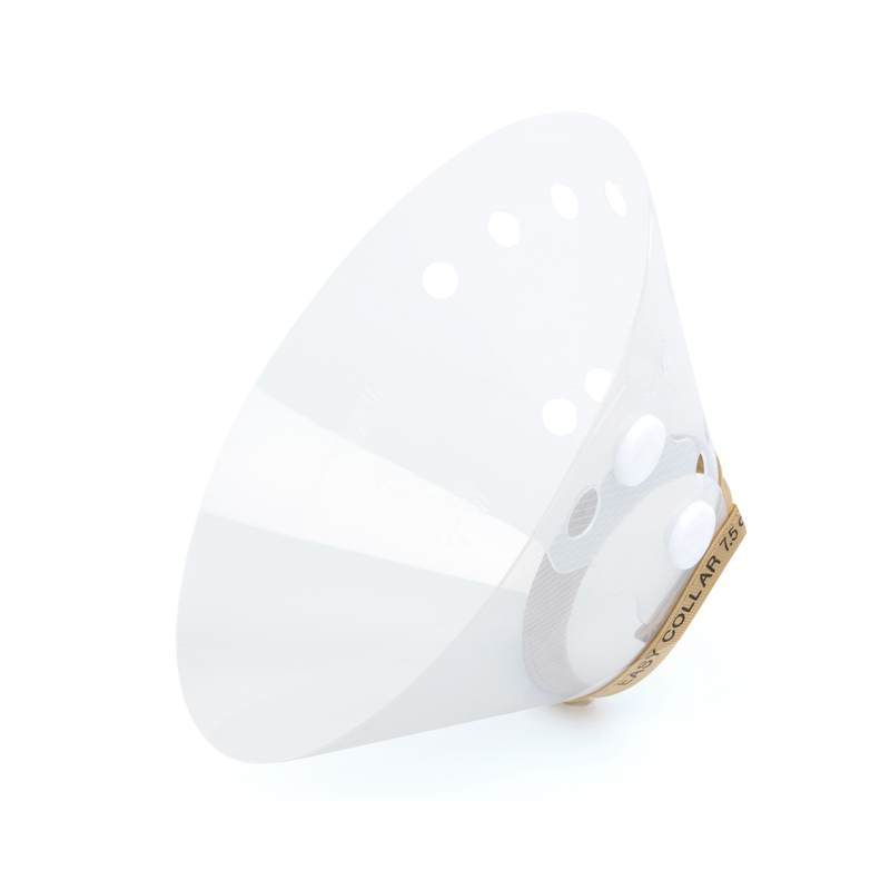 White background with an Elizabethan style transparent plastic recovery collar with a beige fabric trim at the base. 