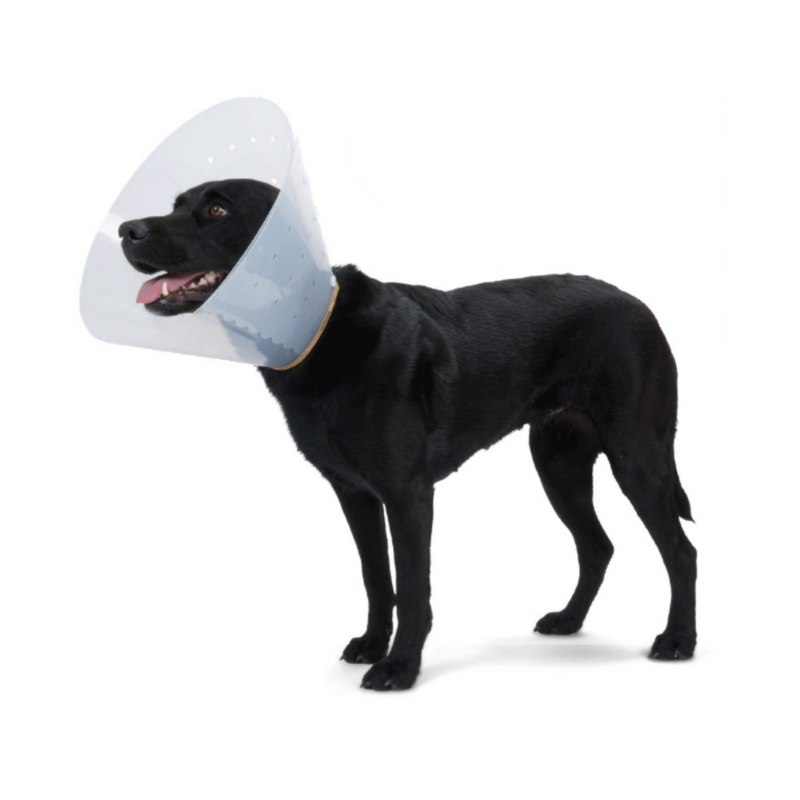 White background with a Black Labrador dog wearing a transparent plastic Elizabethan style recovery collar.