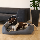 Livingroom scene with  a brown and white spaniel dog wearing a black Elizabethan style foam recovery collar with a grey rubber trim, lying in a grey dog bed. 