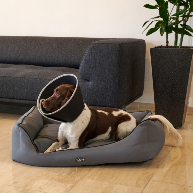 Livingroom scene with  a brown and white spaniel dog wearing a black Elizabethan style foam recovery collar with a grey rubber trim, lying in a grey dog bed. 