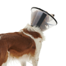 White background with a back view of a brown and white collie type dog  wearing a transparent plastic Elizabethan style recovery collar attached to a black collar. 