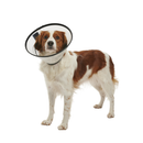 White background with a full body view of a brown and white collie type dog  wearing a transparent plastic Elizabethan style recovery collar.