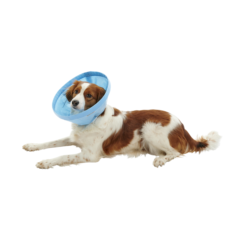 White background a brown and white collie type dog wearing a blue Elizabethan style flexible fabric recovery collar. 