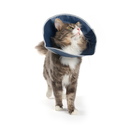 White background a grey tabby and white semi-long haired cat wearing a blue Elizabethan style soft recovery collar with a white trim. 