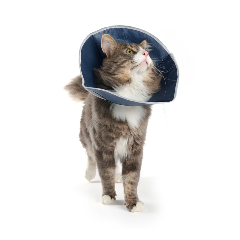 White background a grey tabby and white semi-long haired cat wearing a blue Elizabethan style soft recovery collar with a white trim. 