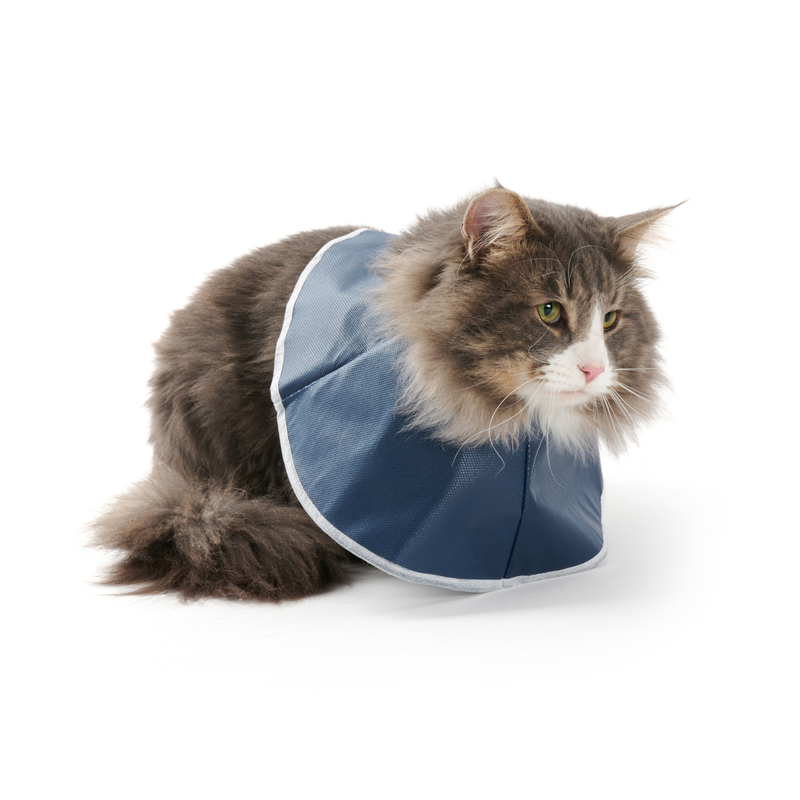 White background a grey tabby and white semi-long haired cat wearing a blue Elizabethan style soft recovery collar with a white trim in reverse. 