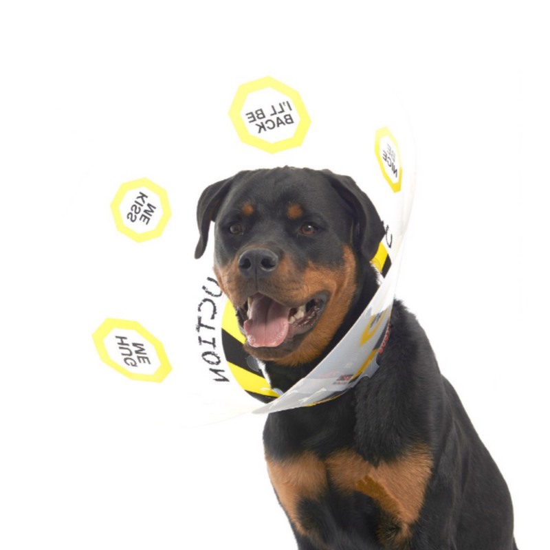 White background Rottweiler dog with an Elizabethan style plastic recovery collar with under construction and hazard tape printed around the base, with yellow signs with different messages in. 
