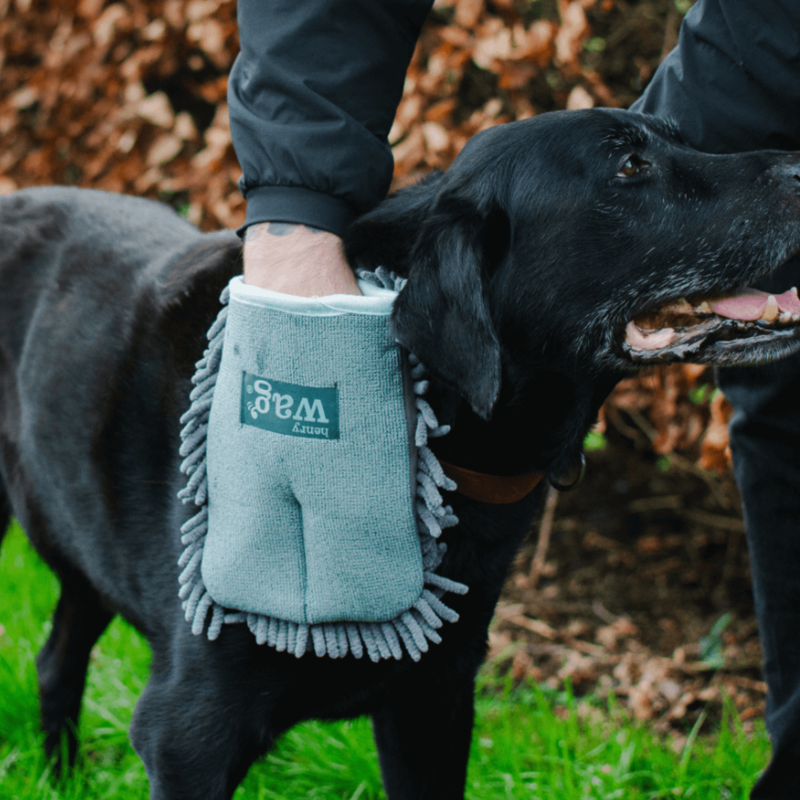 Picture of a senior black Labrador being wiped down with a Grey Henry Wag Microfibre Pet Drying Glove. 