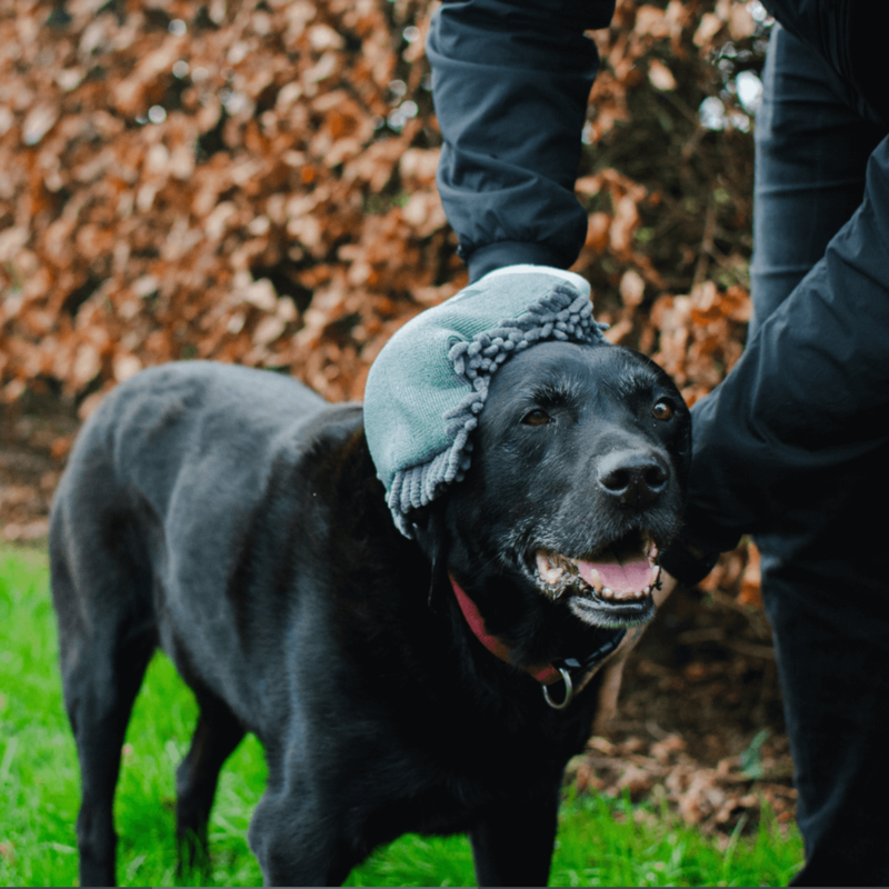 Picture of a senior black Labrador facing forward as it is wiped down with a Grey Henry Wag Microfibre Pet Drying Glove. 
