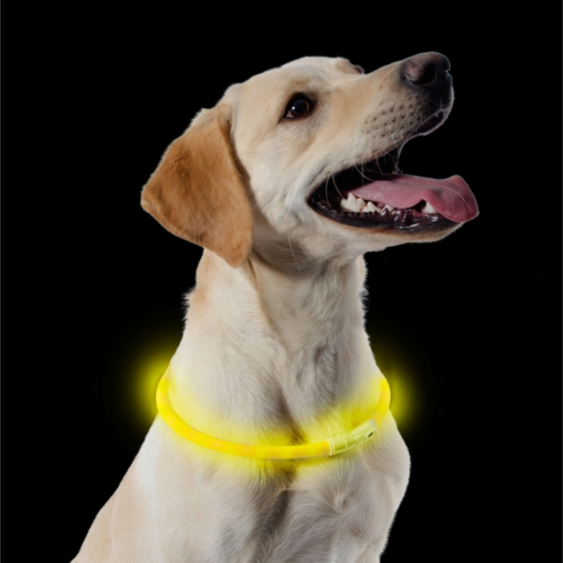 Black background with a yellow Labrador wearing a hoop LED dog collar in yellow with a white control panel.  