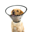 Yellow Labrador wearing a clear Elizabethan style recovery collar on a white background. 